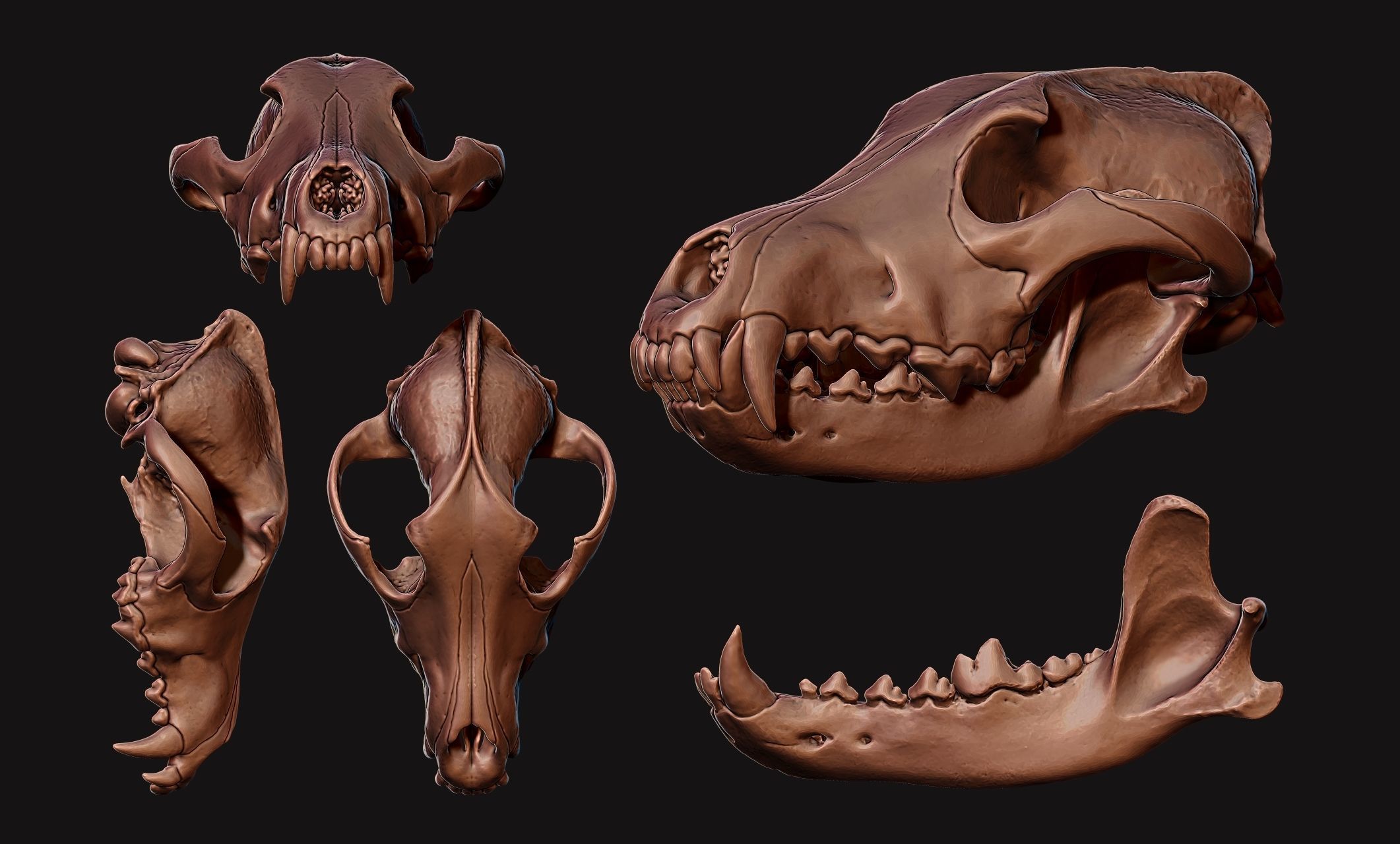 Wolf Skull - Canis lupus lupus CNC and 3D print model_13