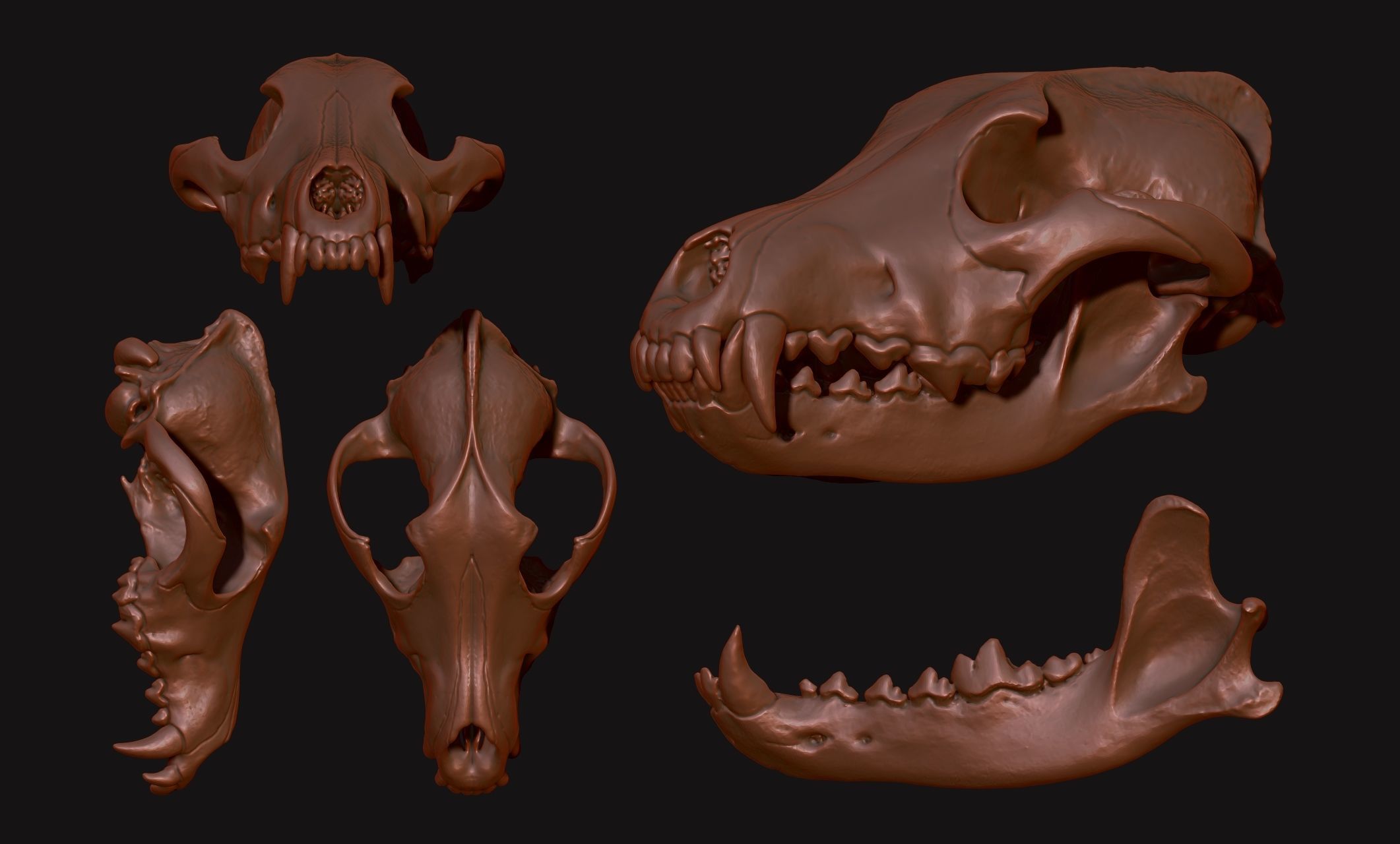 Wolf Skull - Canis lupus lupus CNC and 3D print model_5