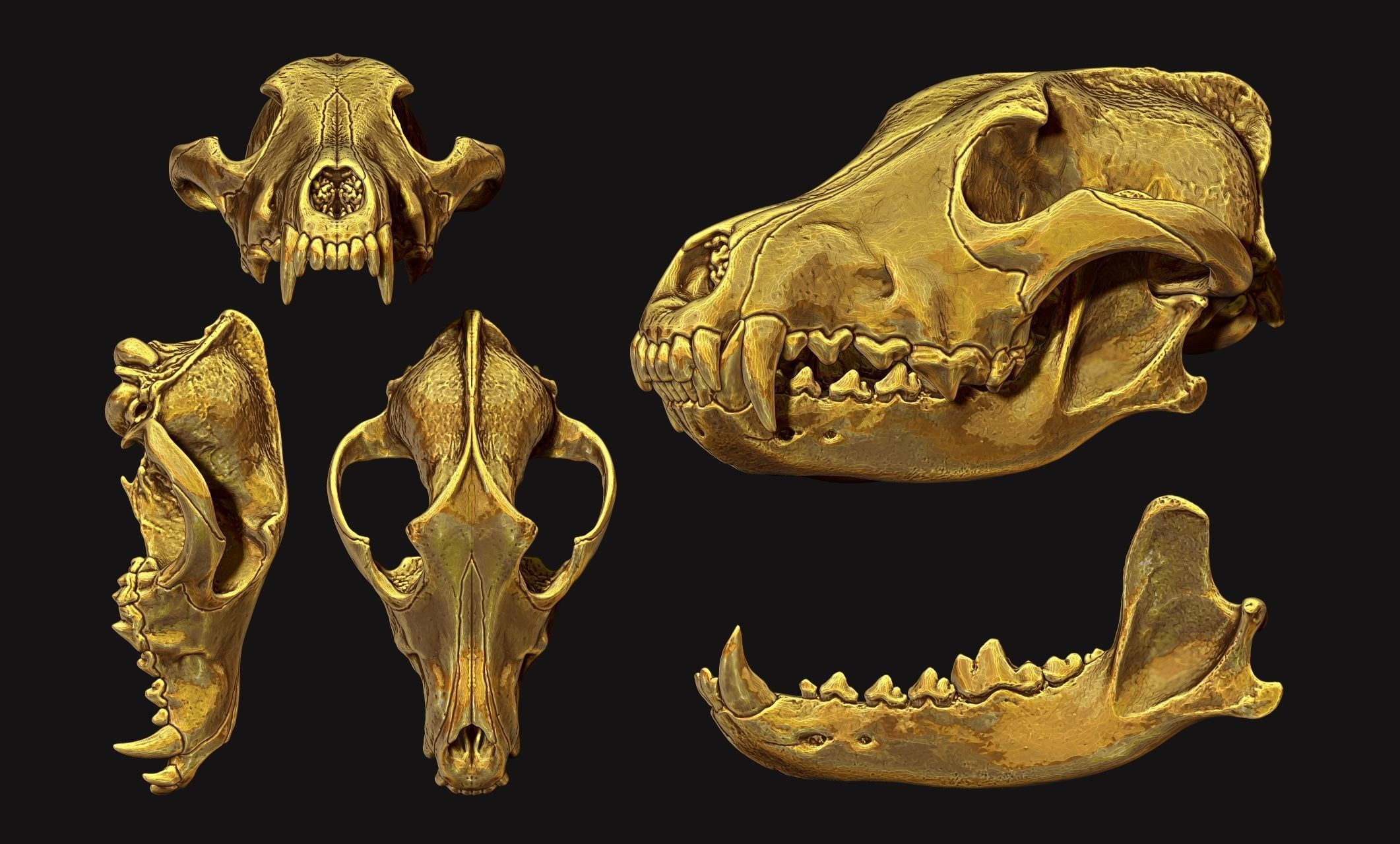 Wolf Skull - Canis lupus lupus CNC and 3D print model_4