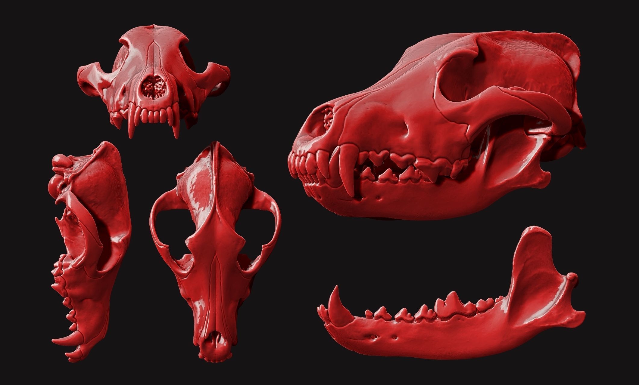 Wolf Skull - Canis lupus lupus CNC and 3D print model_7