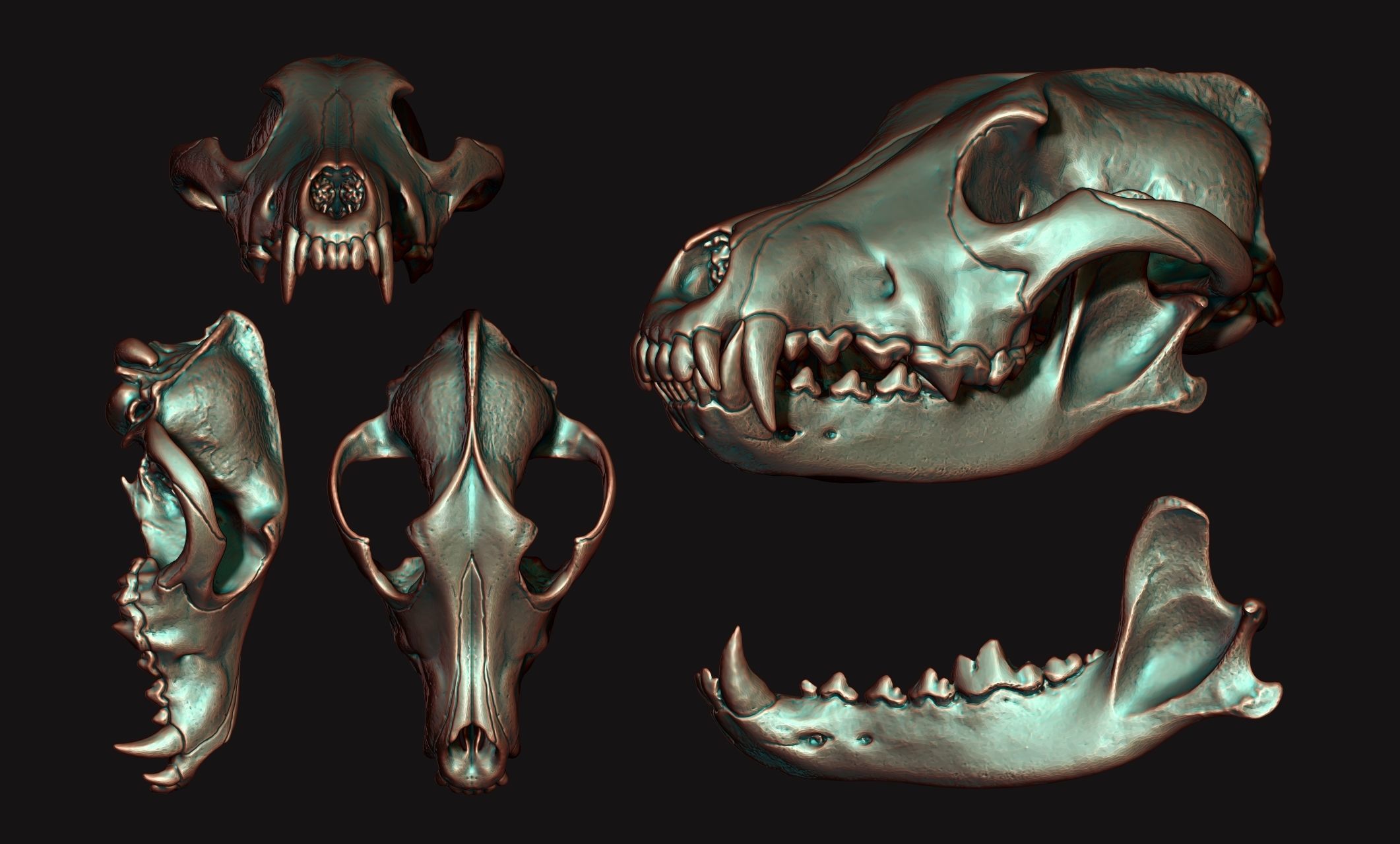 Wolf Skull - Canis lupus lupus CNC and 3D print model_12
