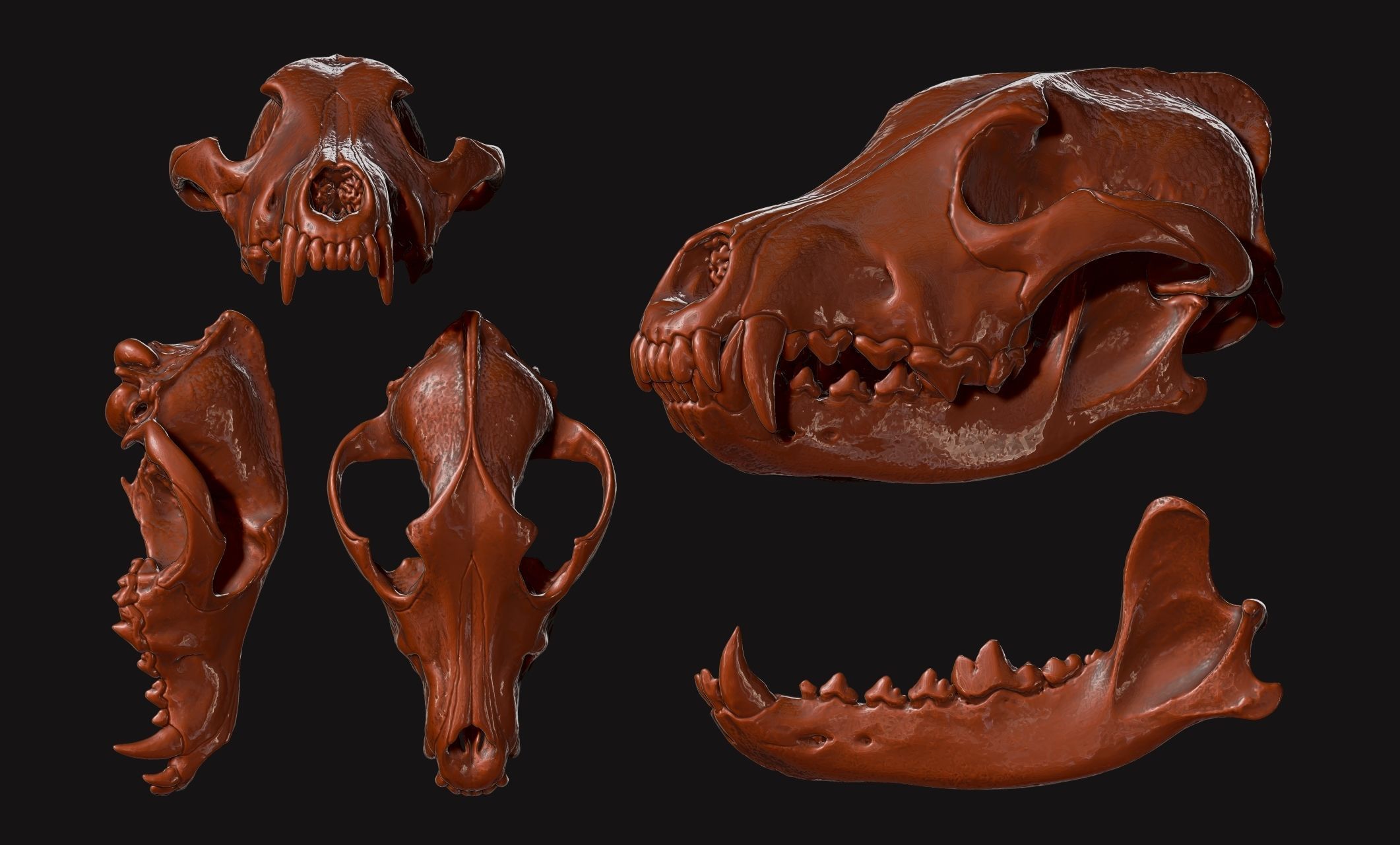 Wolf Skull - Canis lupus lupus CNC and 3D print model_10
