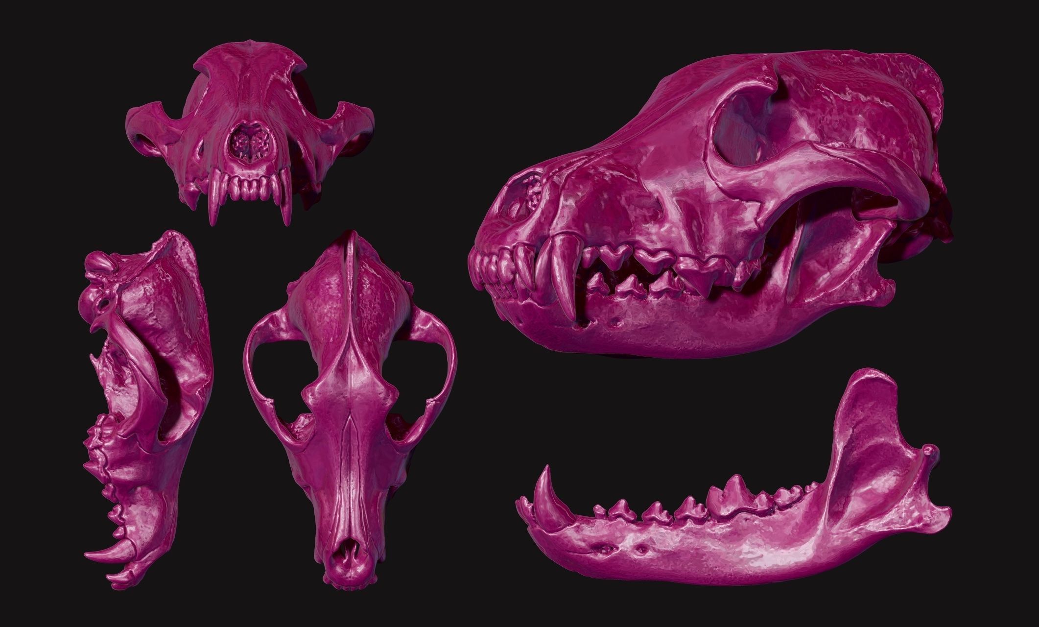 Wolf Skull - Canis lupus lupus CNC and 3D print model_6