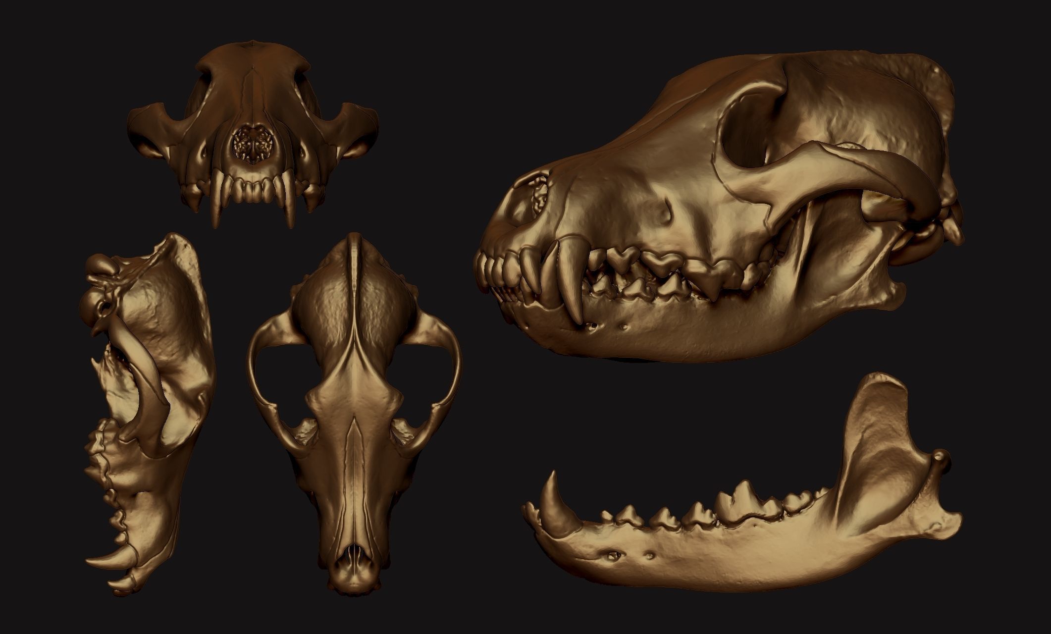 Wolf Skull - Canis lupus lupus CNC and 3D print model_11