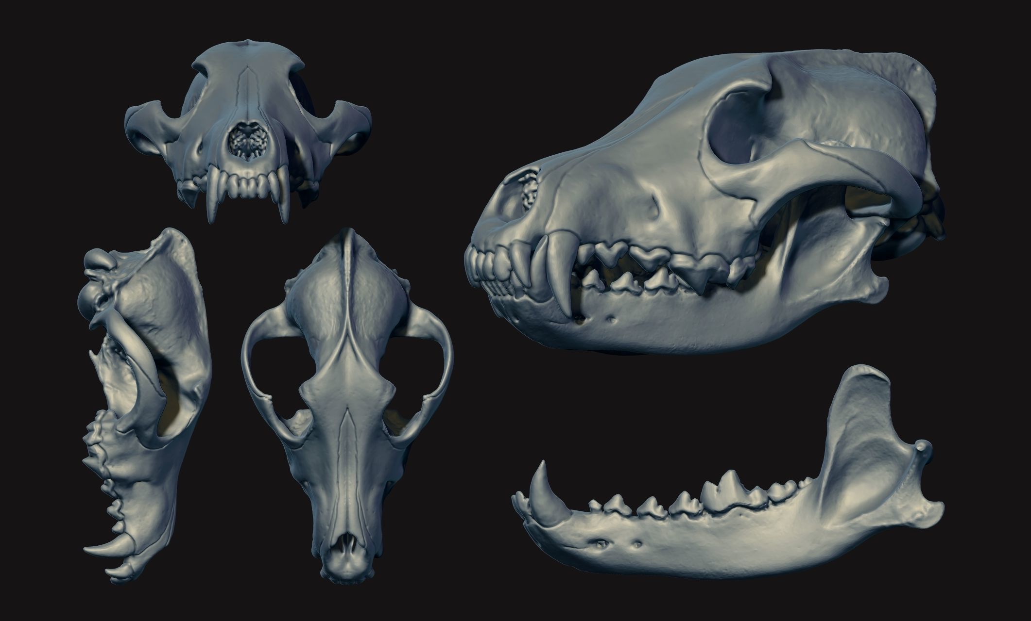 Wolf Skull - Canis lupus lupus CNC and 3D print model_18