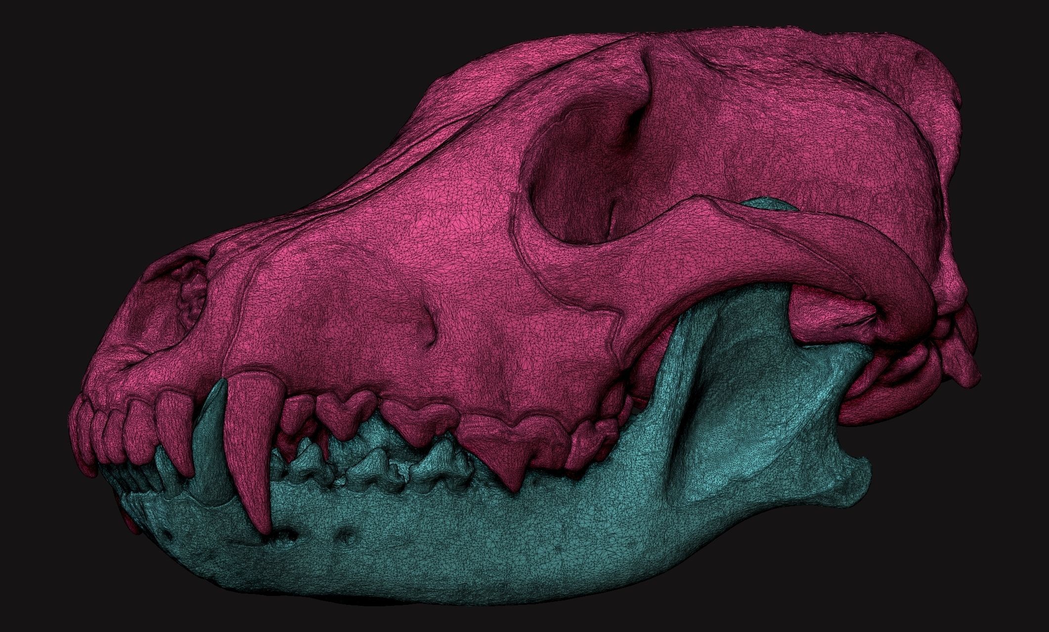 Wolf Skull - Canis lupus lupus CNC and 3D print model_3