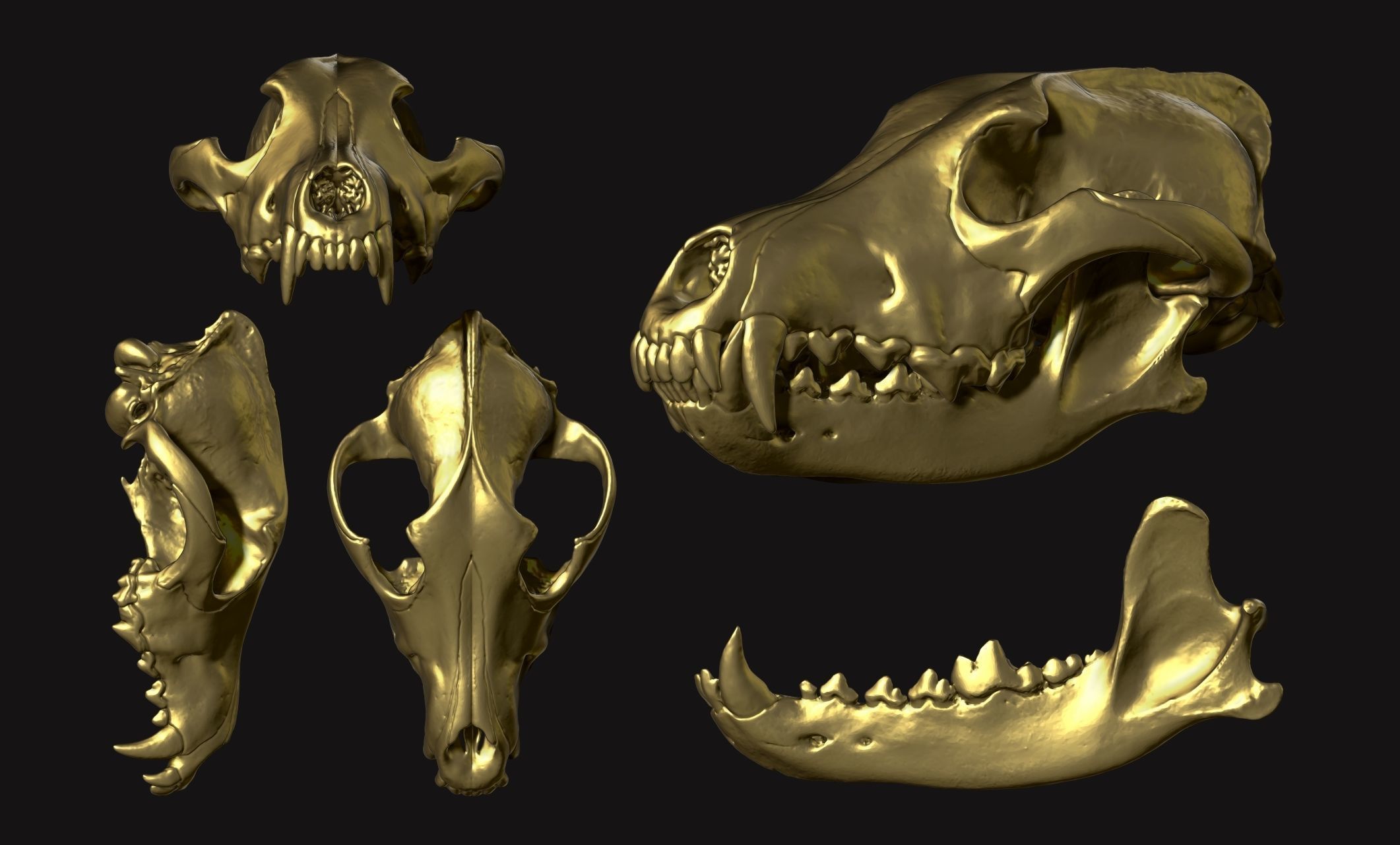 Wolf Skull - Canis lupus lupus CNC and 3D print model_17