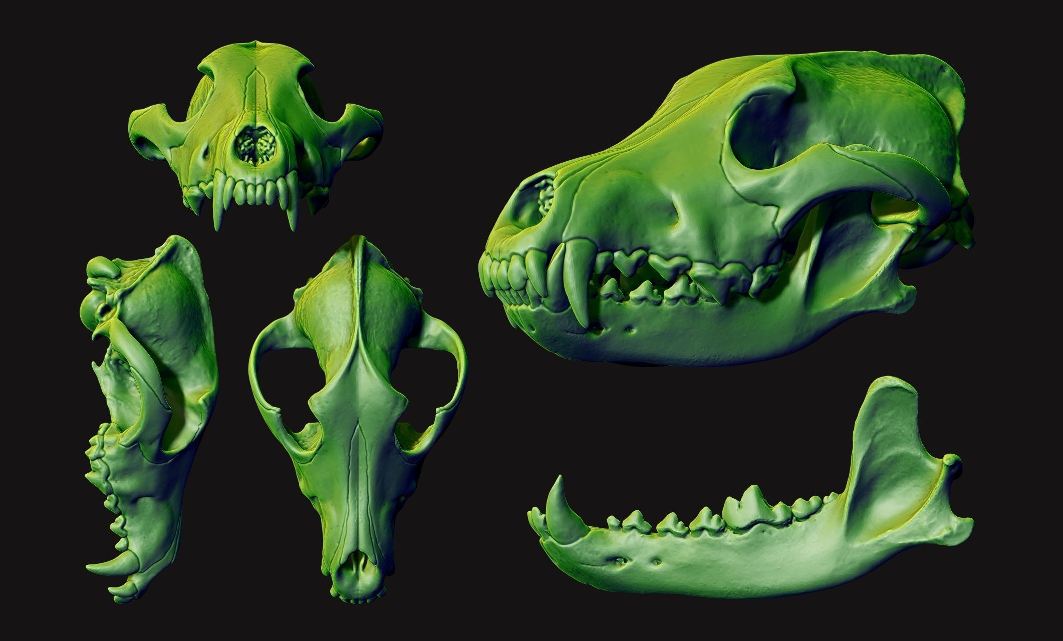 Wolf Skull - Canis lupus lupus CNC and 3D print model_14