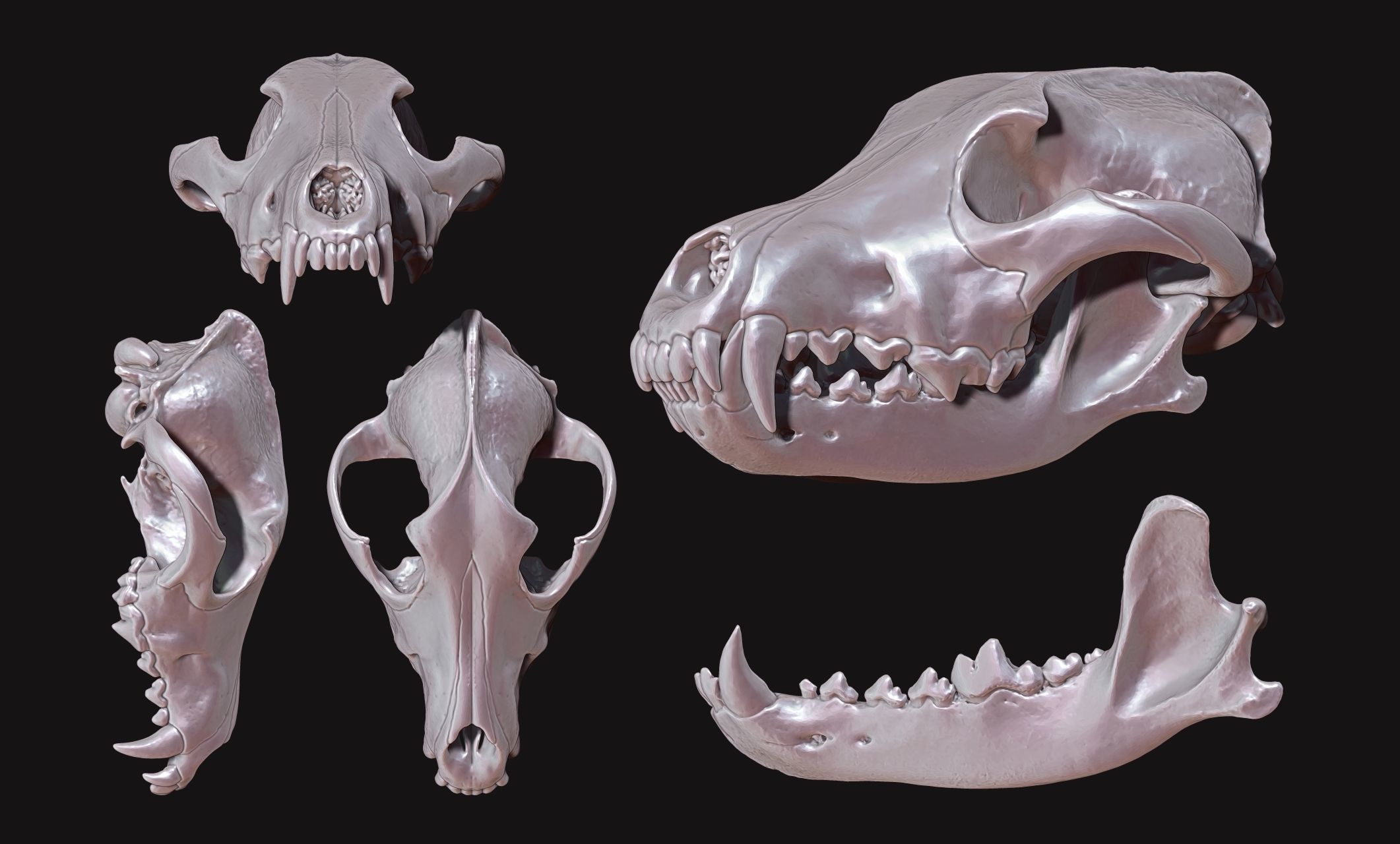 Wolf Skull - Canis lupus lupus CNC and 3D print model_9