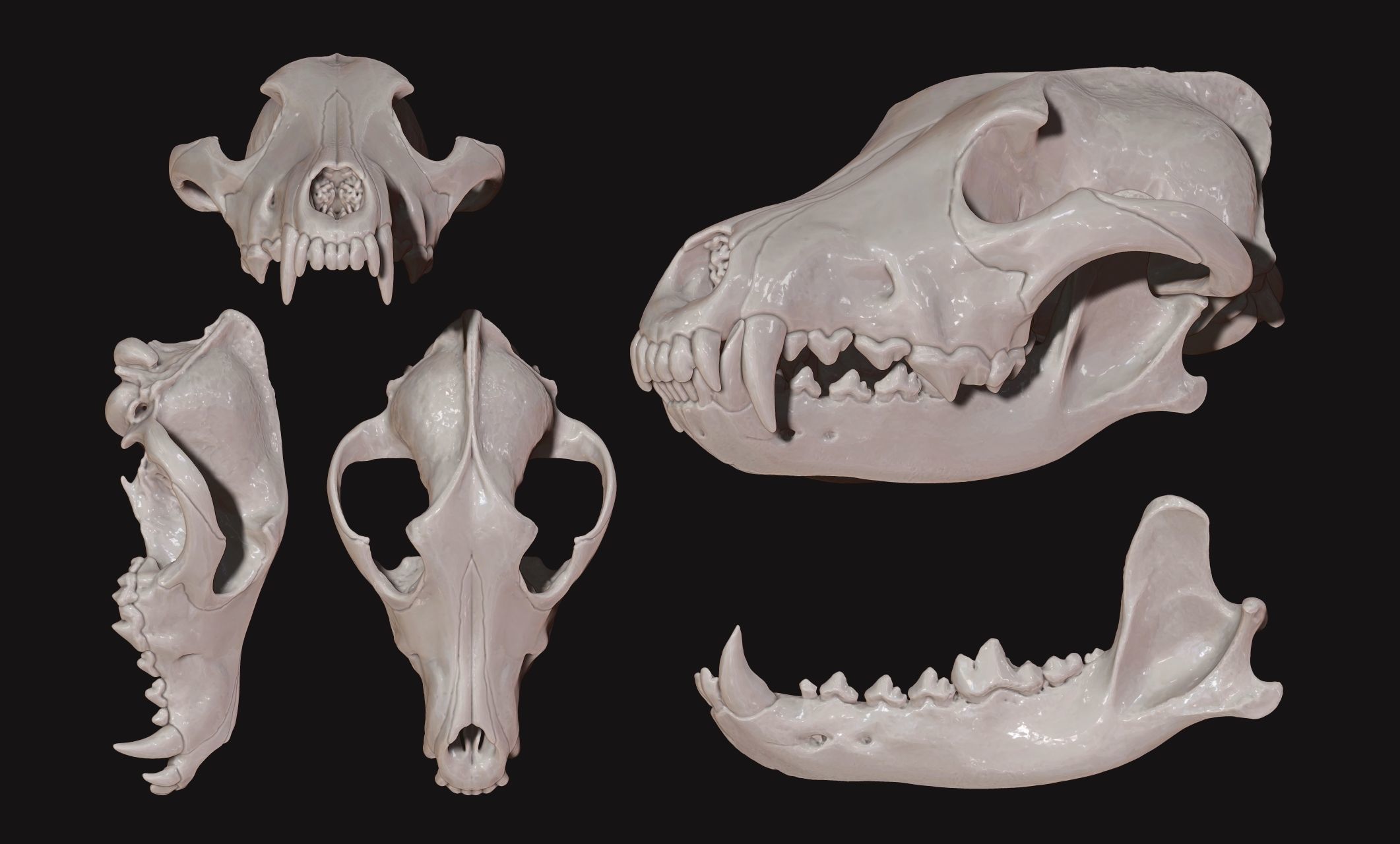 Wolf Skull - Canis lupus lupus CNC and 3D print model_8