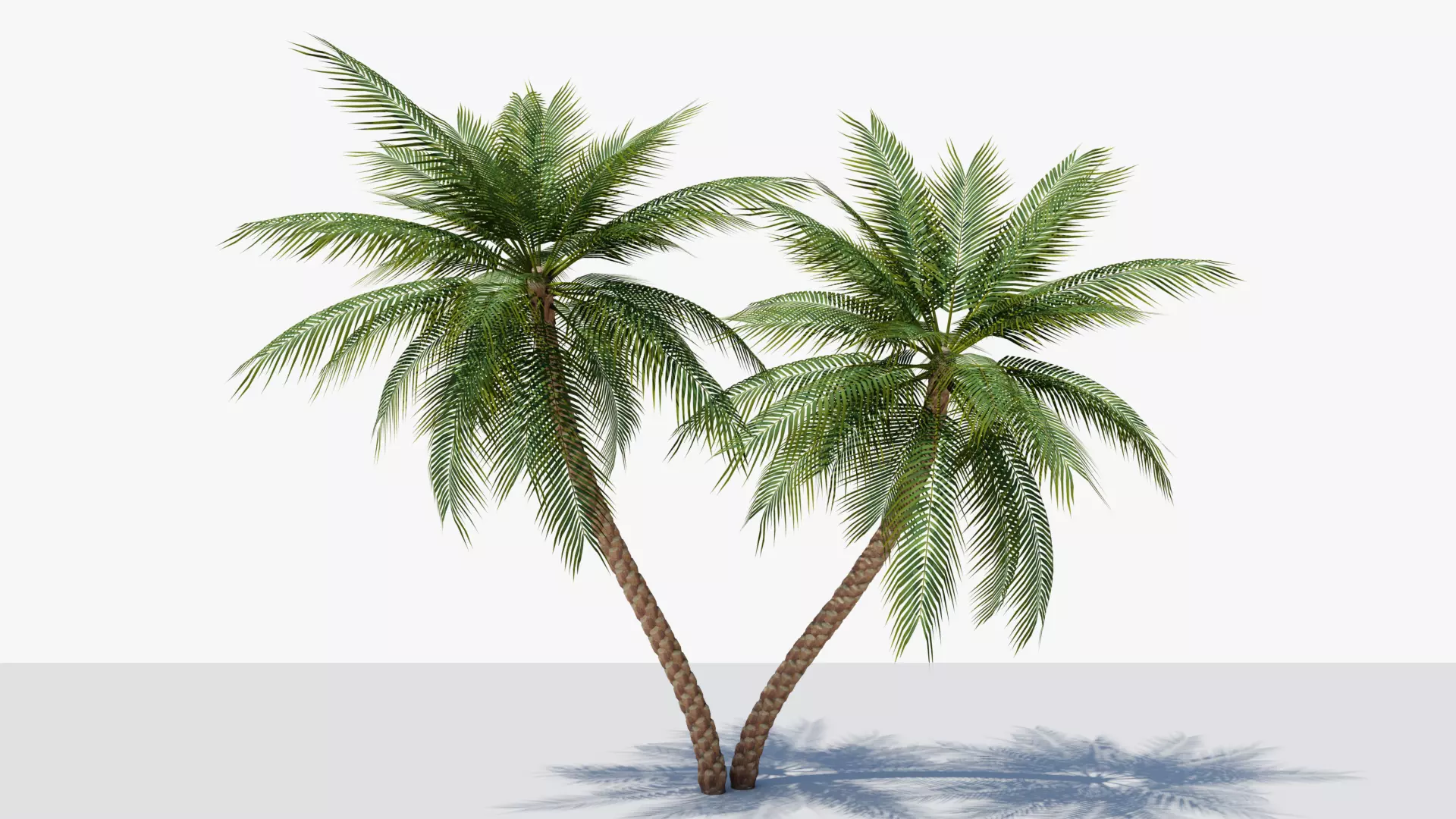 Date Palm v6 Low-poly 3D model_0