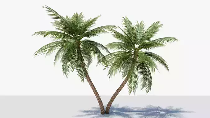 Date Palm v6 Low-poly 3D model