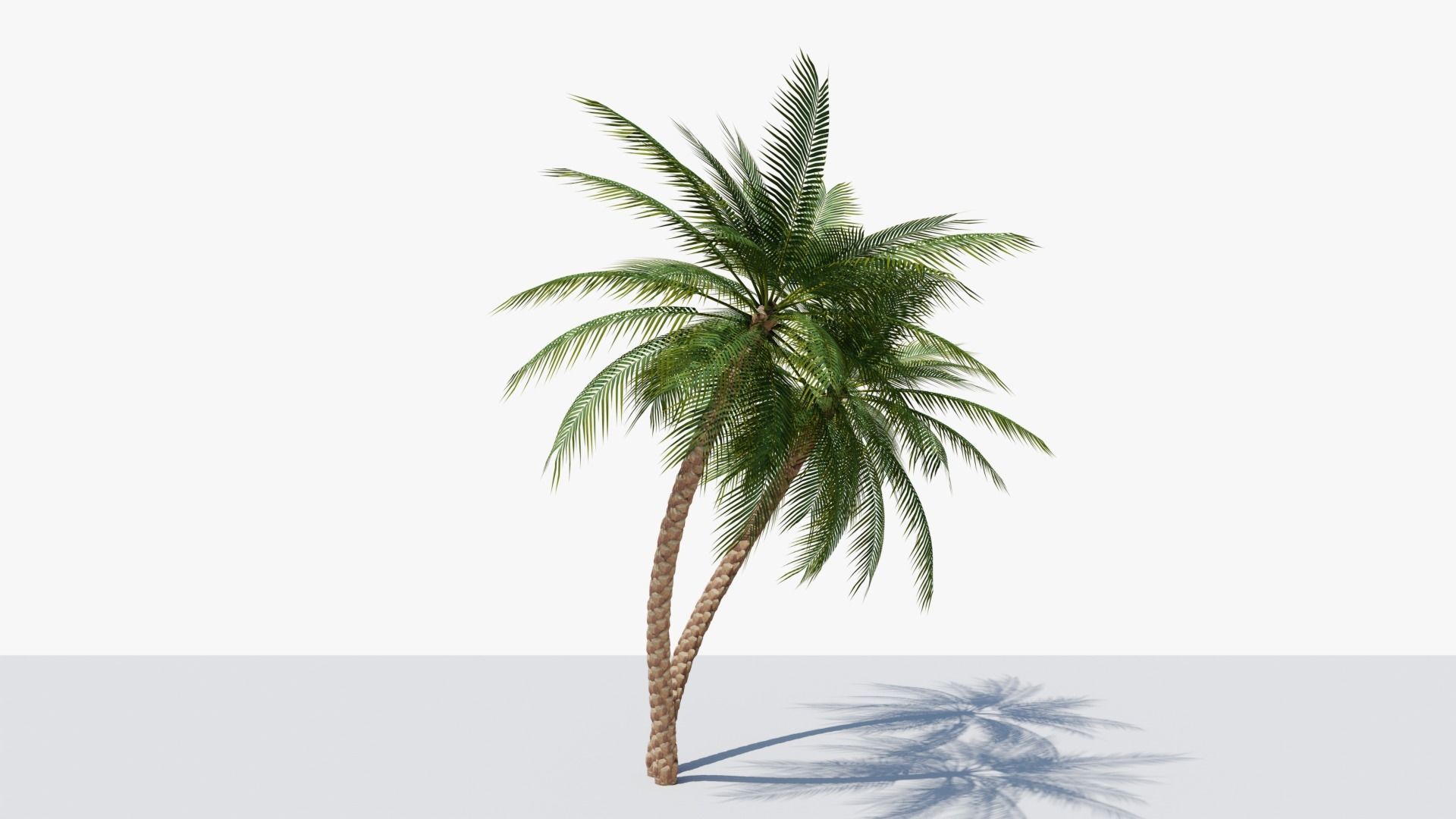 Date Palm v6 Low-poly 3D model_2