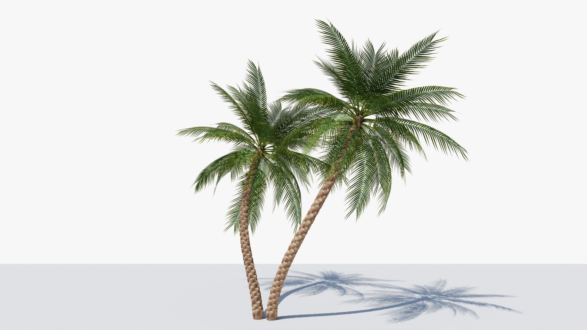 Date Palm v6 Low-poly 3D model_4