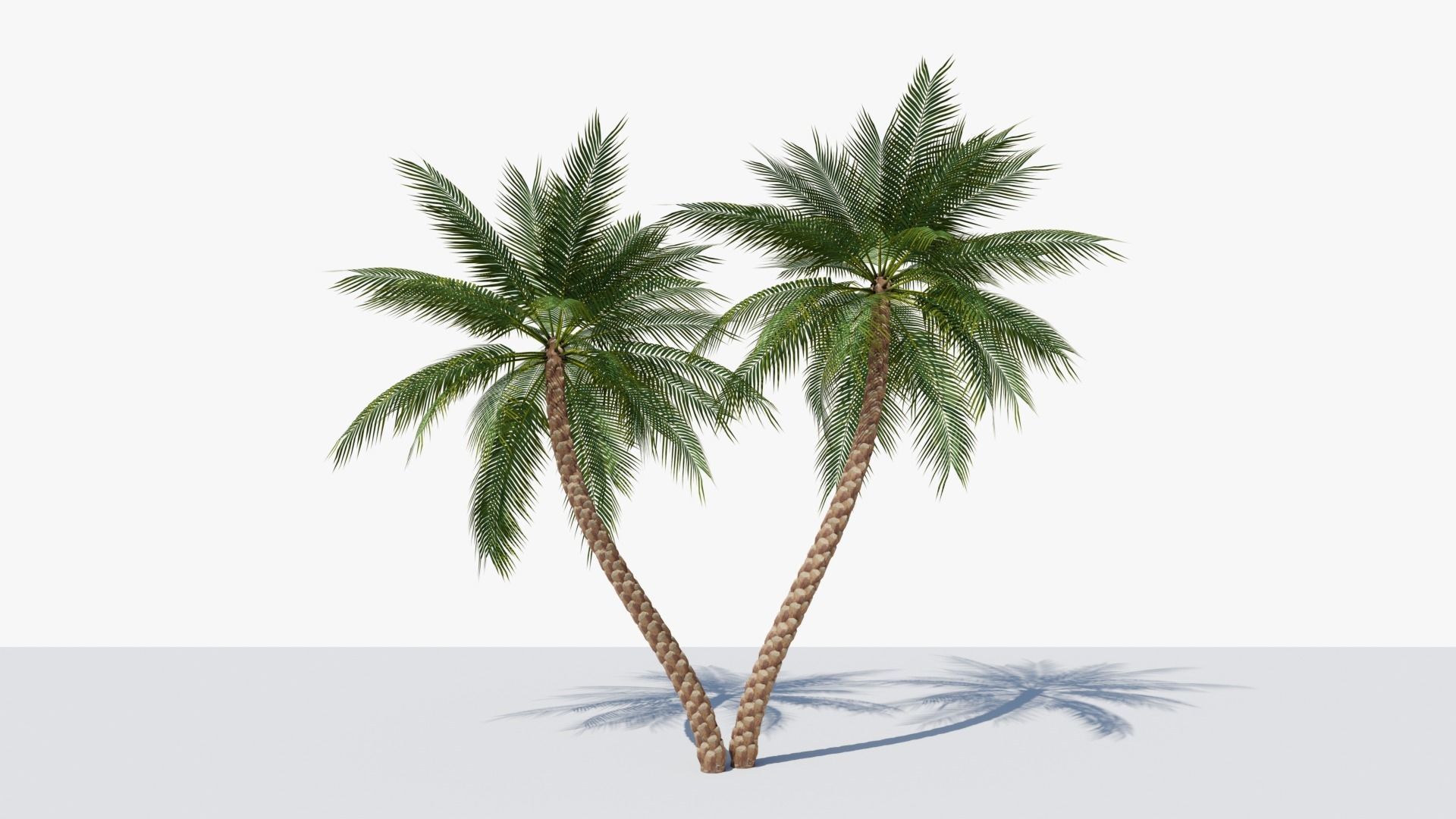Date Palm v6 Low-poly 3D model_6