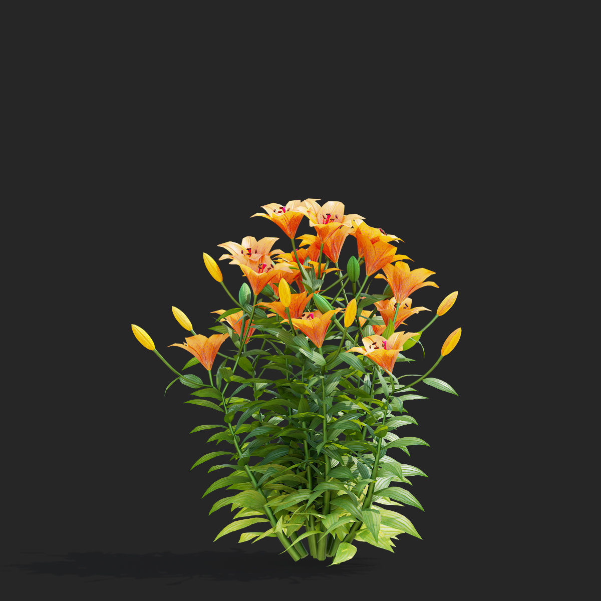 Lily flower 5 colors 3D model_3