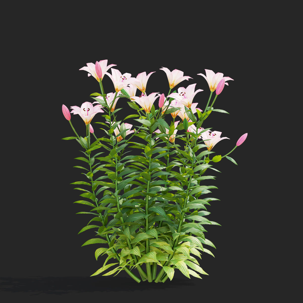 Lily flower 5 colors 3D model_4