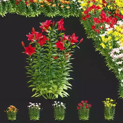 Lily flower 5 colors