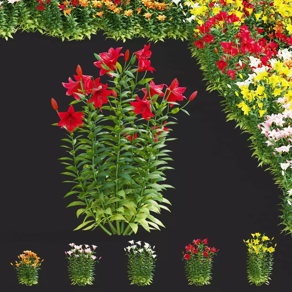 Lily flower 5 colors 3D model_0