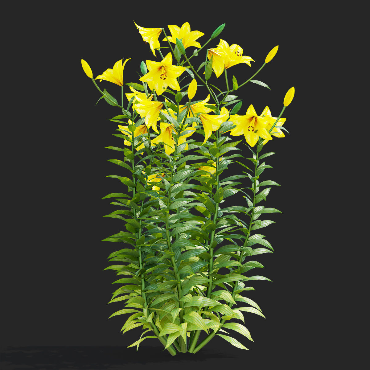 Lily flower 5 colors 3D model_7