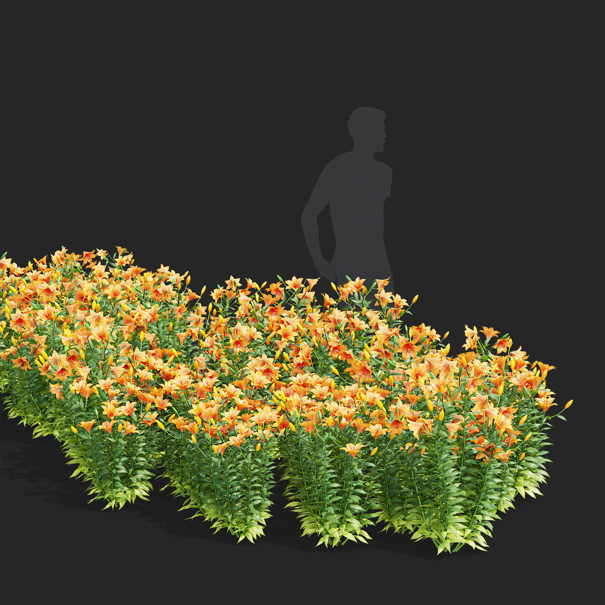 Lily flower 5 colors 3D model_1