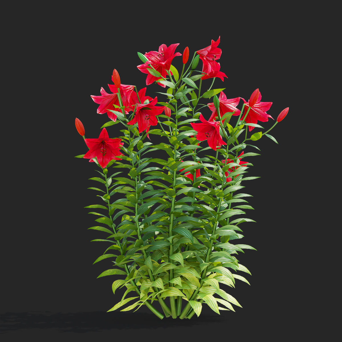 Lily flower 5 colors 3D model_6