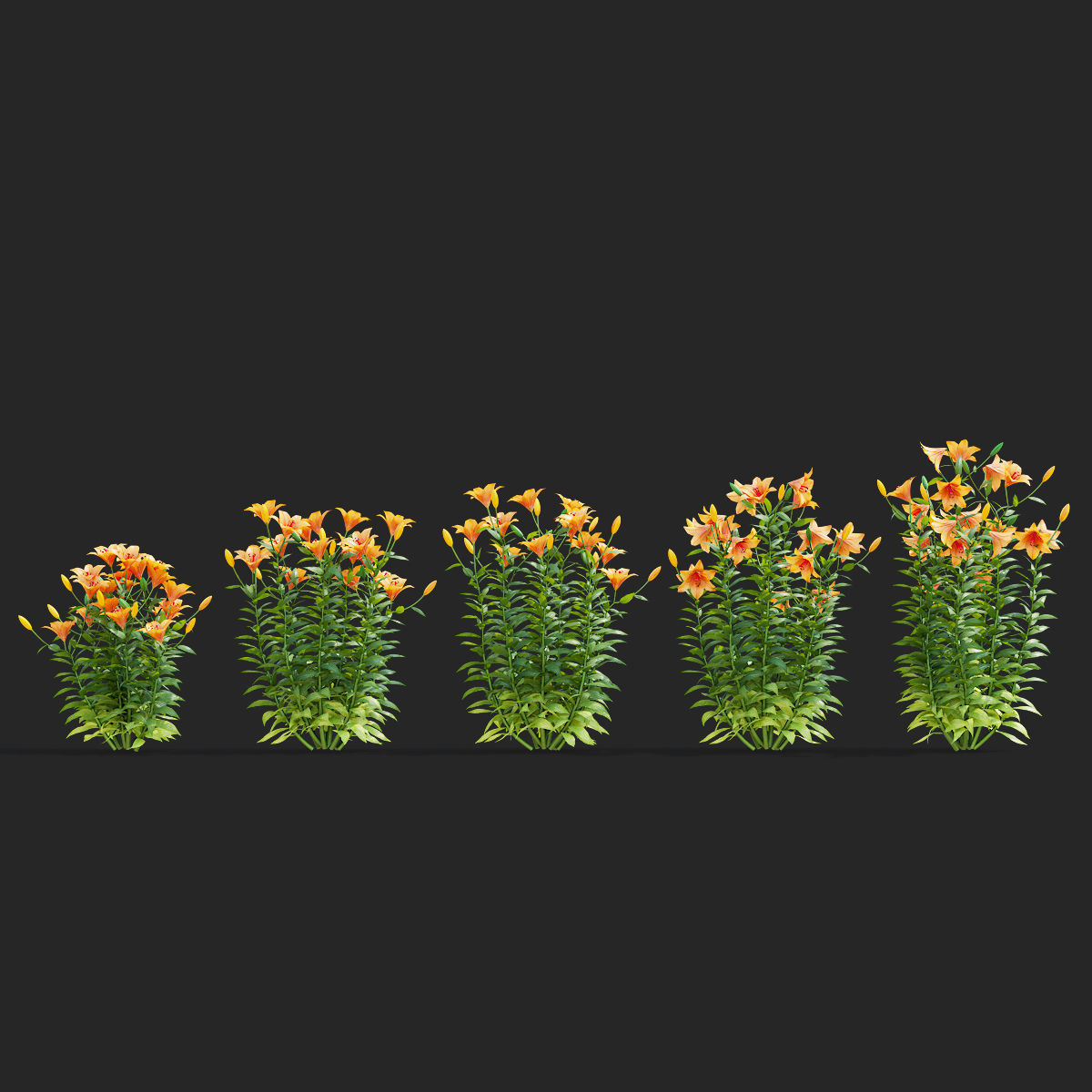 Lily flower 5 colors 3D model_9