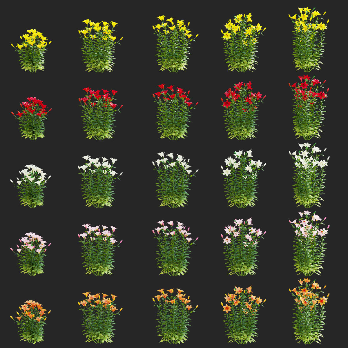 Lily flower 5 colors 3D model_8