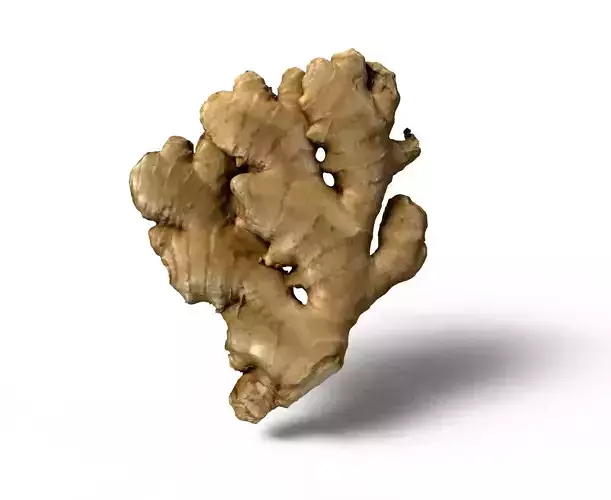 ginger root Free 3D model