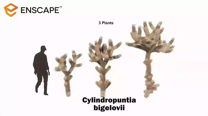 Cylindropuntia bigelovii - Cholla  3D model