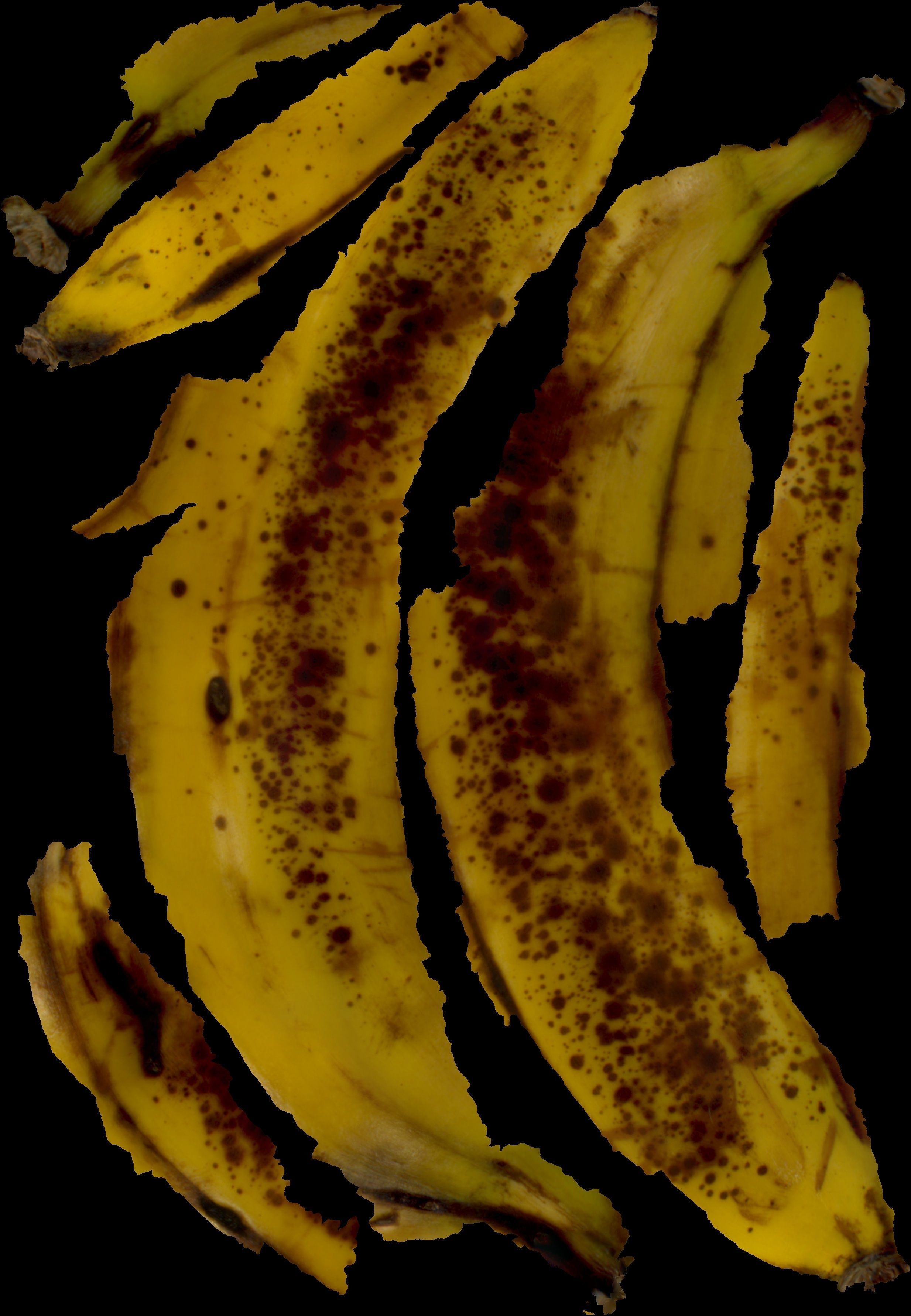 banana high resolution scanned ultra realistic Free 3D model_8