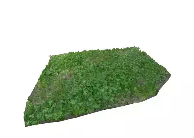 Grass Patch 3D model