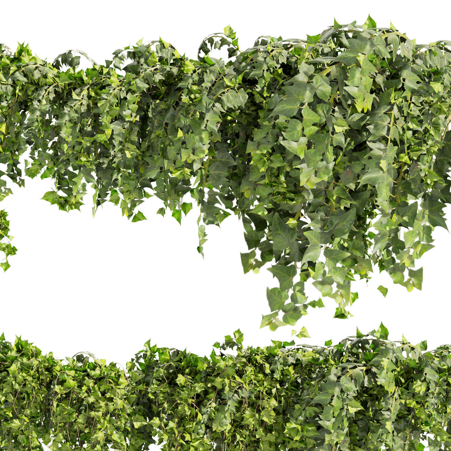 Collection plant vol 437 - Hedera - leaf - fitowall - ivy 3D model_4