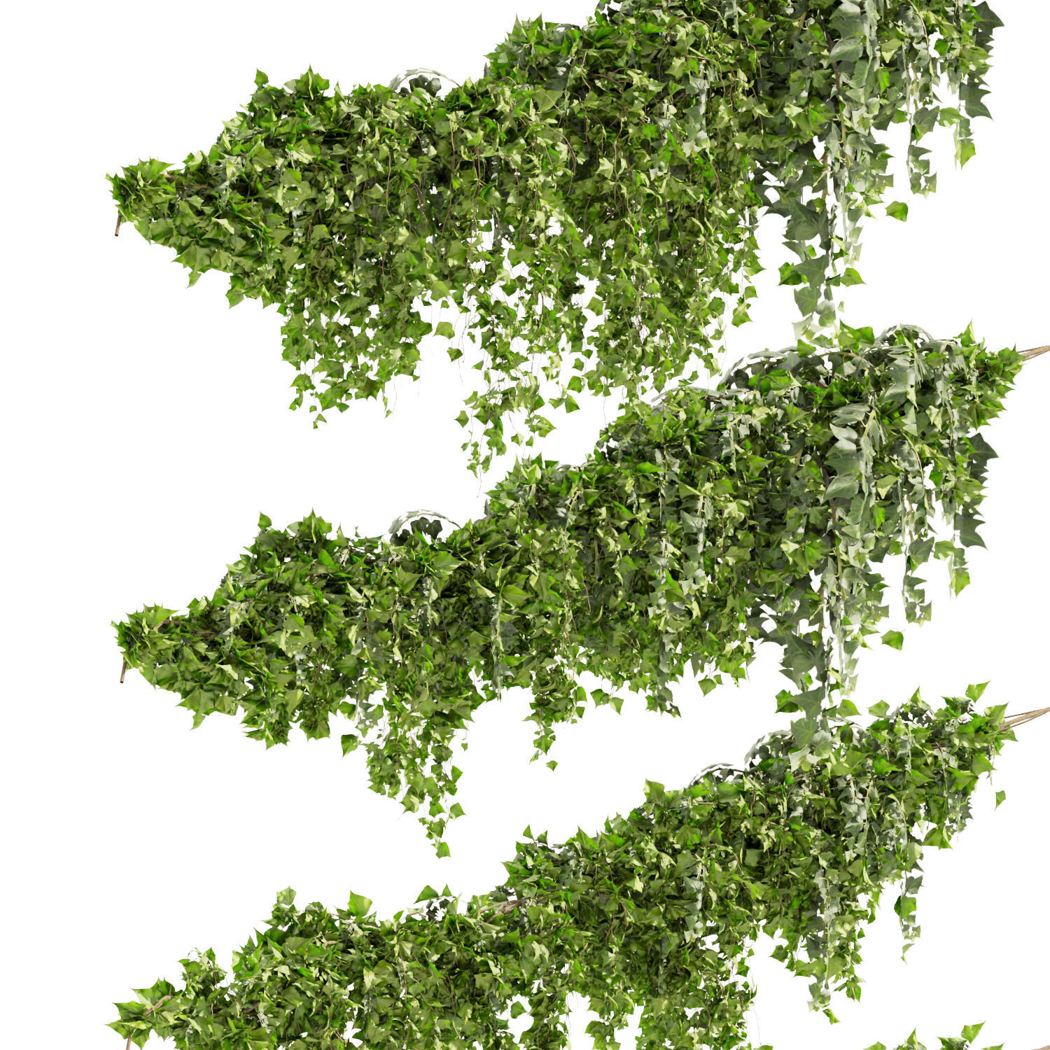 Collection plant vol 437 - Hedera - leaf - fitowall - ivy 3D model_1