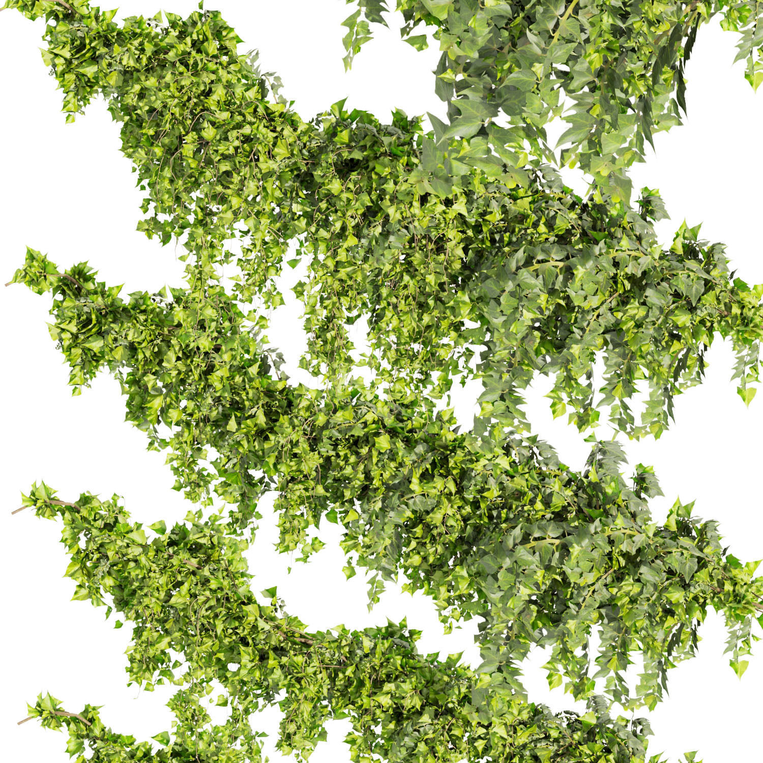 Collection plant vol 437 - Hedera - leaf - fitowall - ivy 3D model_2