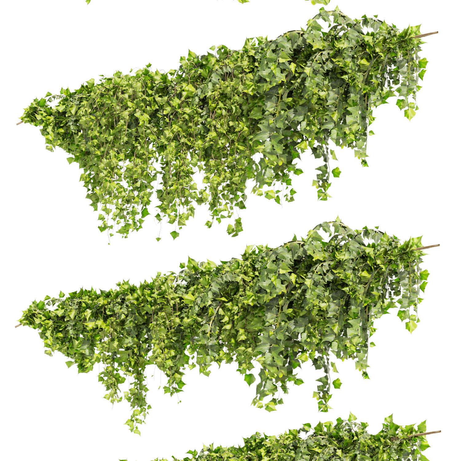 Collection plant vol 437 - Hedera - leaf - fitowall - ivy 3D model_3