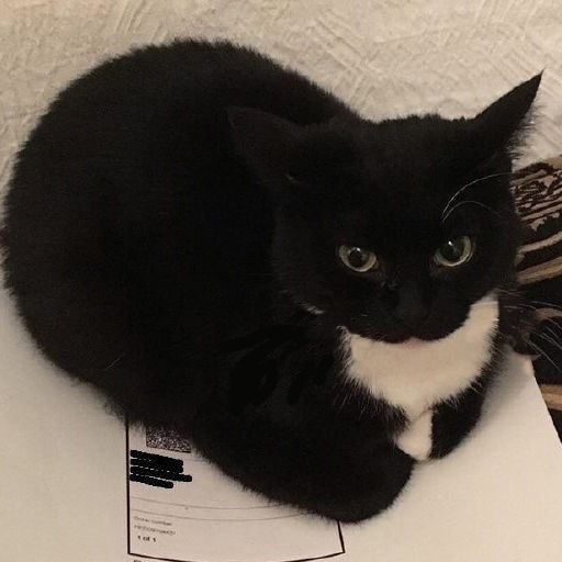 Maxwell The Cat Low-poly 3D model_4