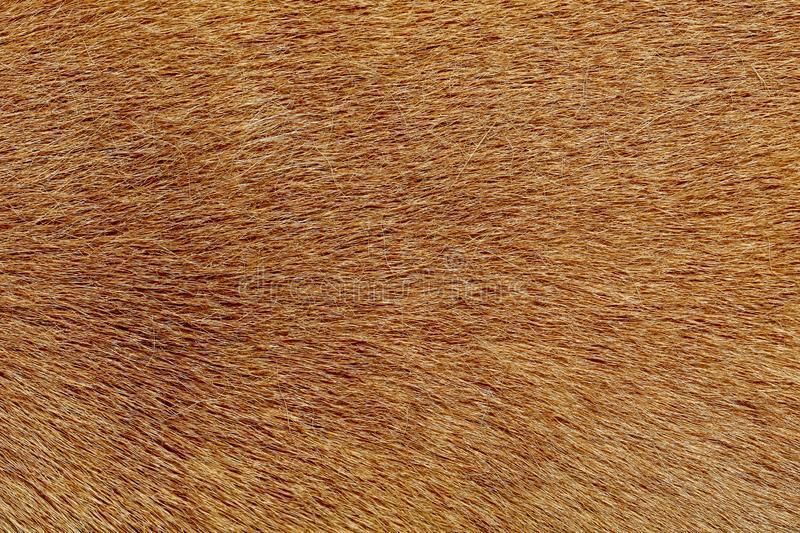 Maxwell The Cat Low-poly 3D model_3