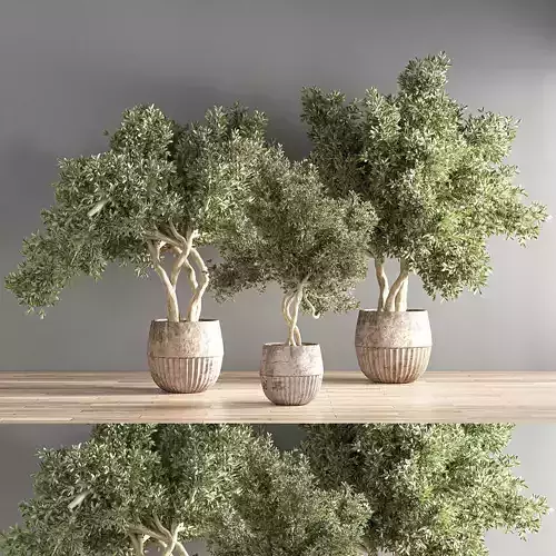 indoor plant set 27
