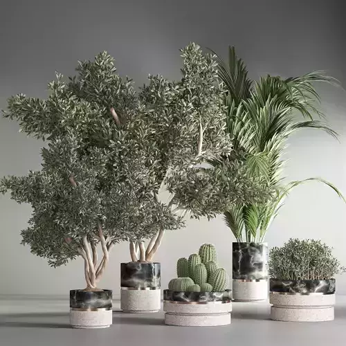 indoor plant set 31