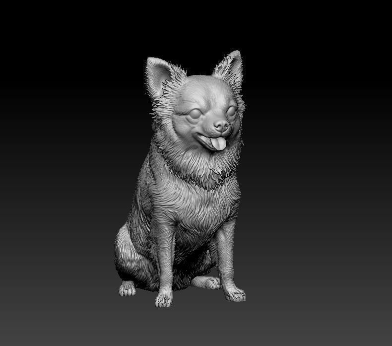 Chihuahua long haired 4 3D print model_7