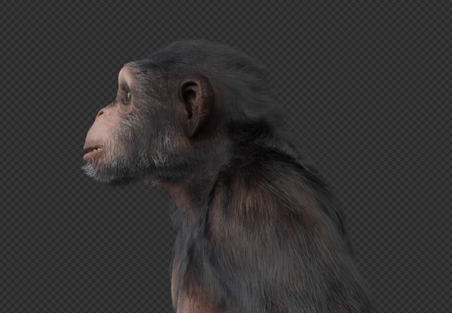  Chimpanzee 3D model_14