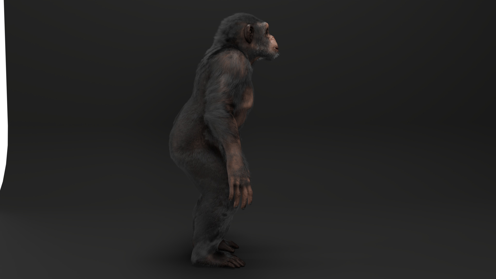  Chimpanzee 3D model_5