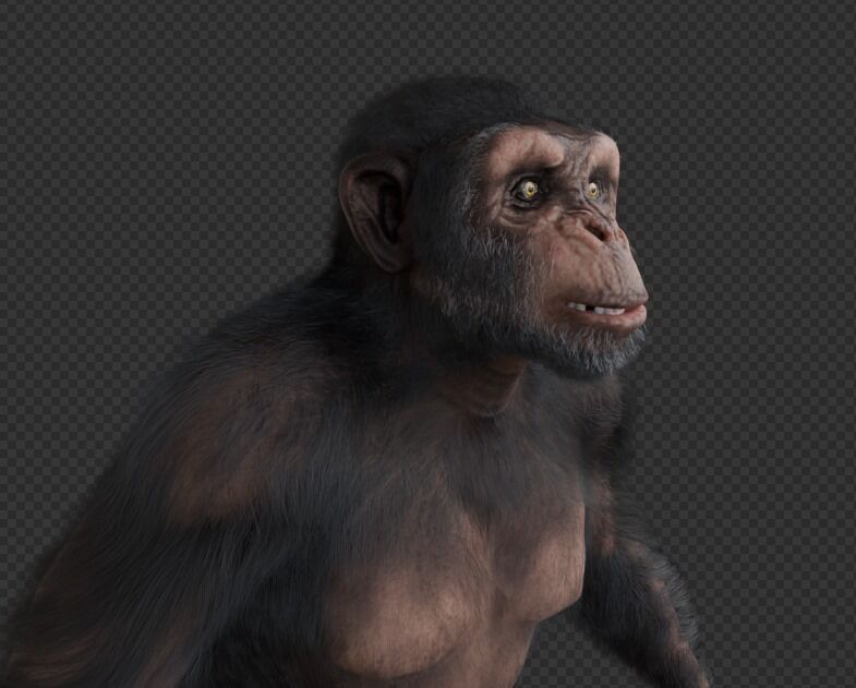  Chimpanzee 3D model_15