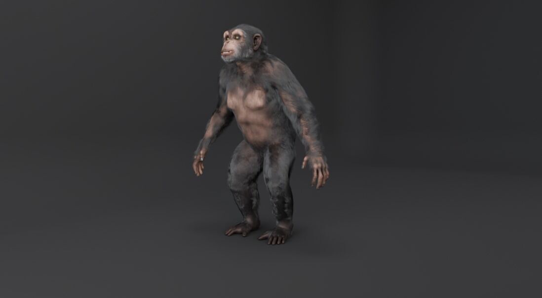  Chimpanzee 3D model_6