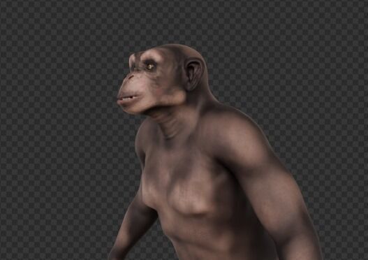  Chimpanzee 3D model_22