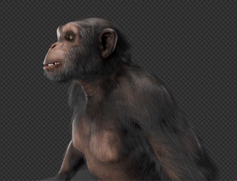  Chimpanzee 3D model_4