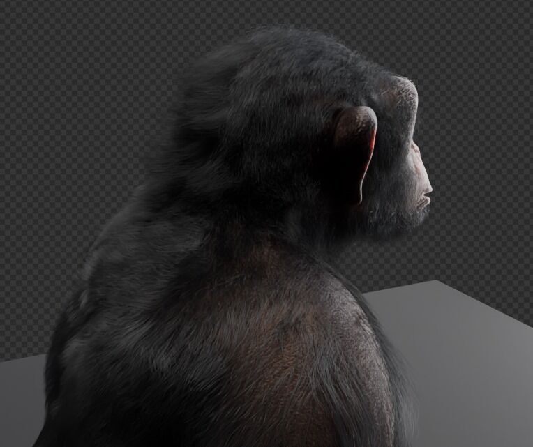  Chimpanzee 3D model_11