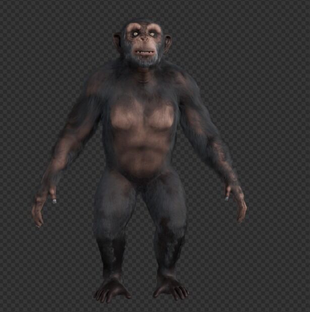  Chimpanzee 3D model_9