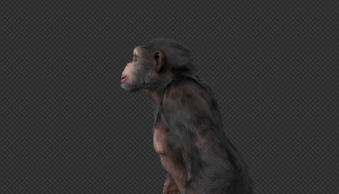  Chimpanzee 3D model_8